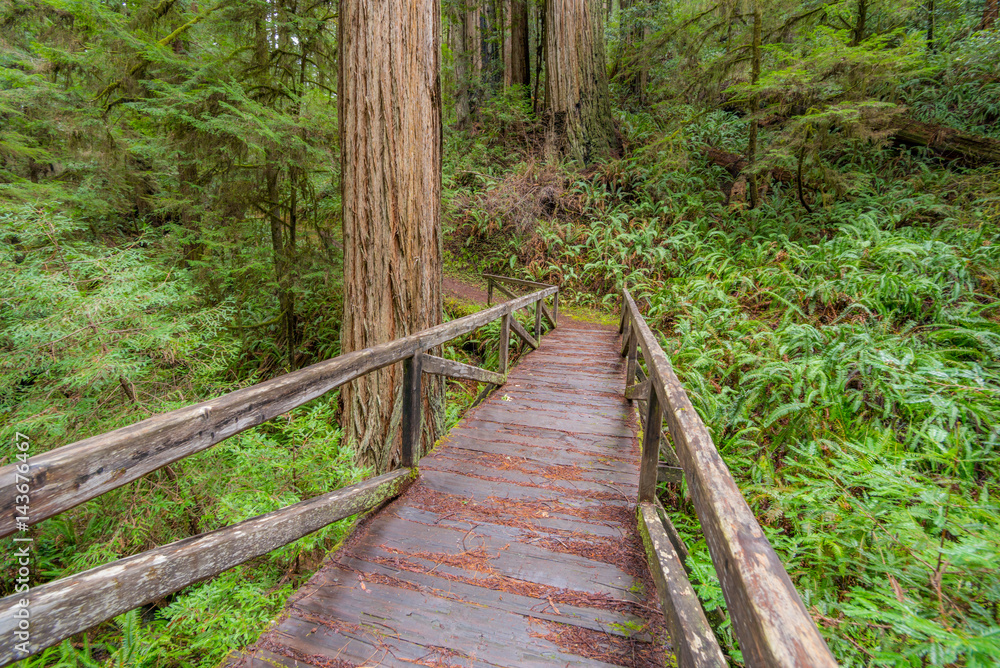Obraz premium Wooden bridge in the fairy green forest. Large trees were overgrown with moss and fern. Redwood national and state parks. California, USA