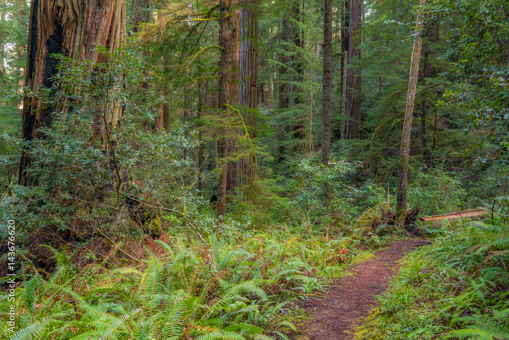 A path in the fairy green forest. The sun's rays fall through the branches. Redwood national and state parks. California, USA A path in the fairy green forest. The sun's rays fall through the branches. Redwood national and state parks. California, USA