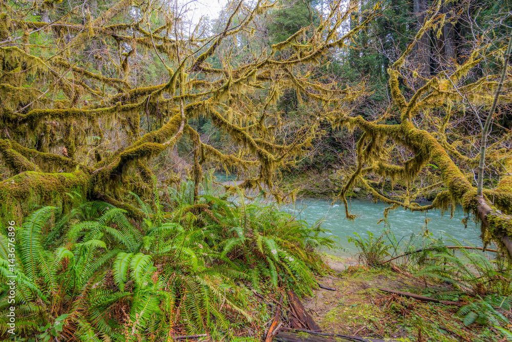Fast flowing river on the background of the Redwood Forest. Moss covered branches of trees. Scenic landscape of dark blue rough river. Redwood national and state parks. California, USA Fast flowing river on the background of the Redwood Forest. Moss covered branches of trees. Scenic landscape of dark blue rough river. Redwood national and state parks. California, USA