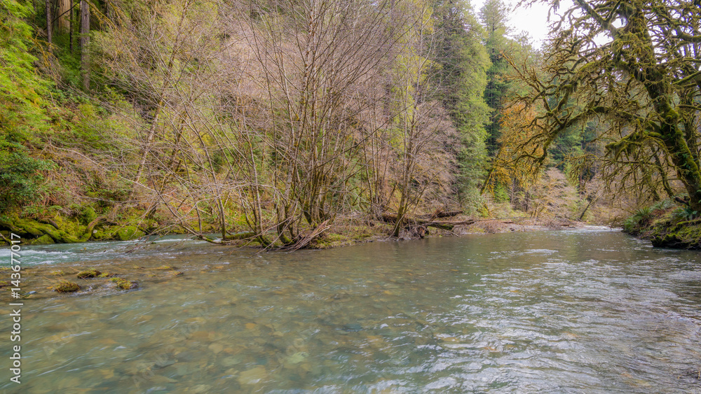 Fast flowing river on the background of the Redwood Forest. Moss covered branches of trees. Scenic landscape of dark blue rough river. Redwood national and state parks. California, USA Fast flowing river on the background of the Redwood Forest. Moss covered branches of trees. Scenic landscape of dark blue rough river. Redwood national and state parks. California, USA