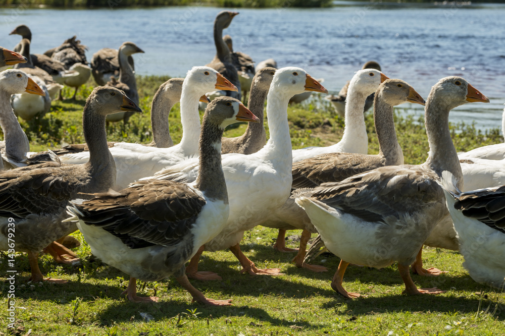 Running water fowls