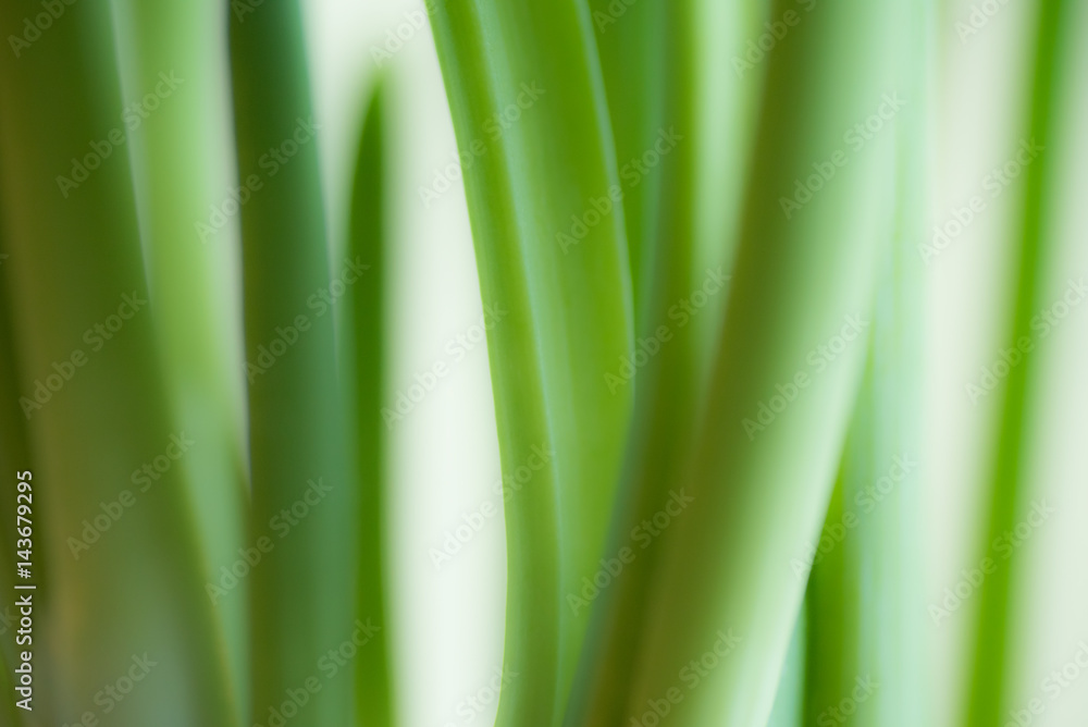 Green shoots of bow on a white background Green shoots of bow on a white background