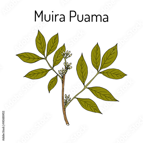 Muira Puama Ptychopetalum olacoides , or Potency wood, medicinal plant