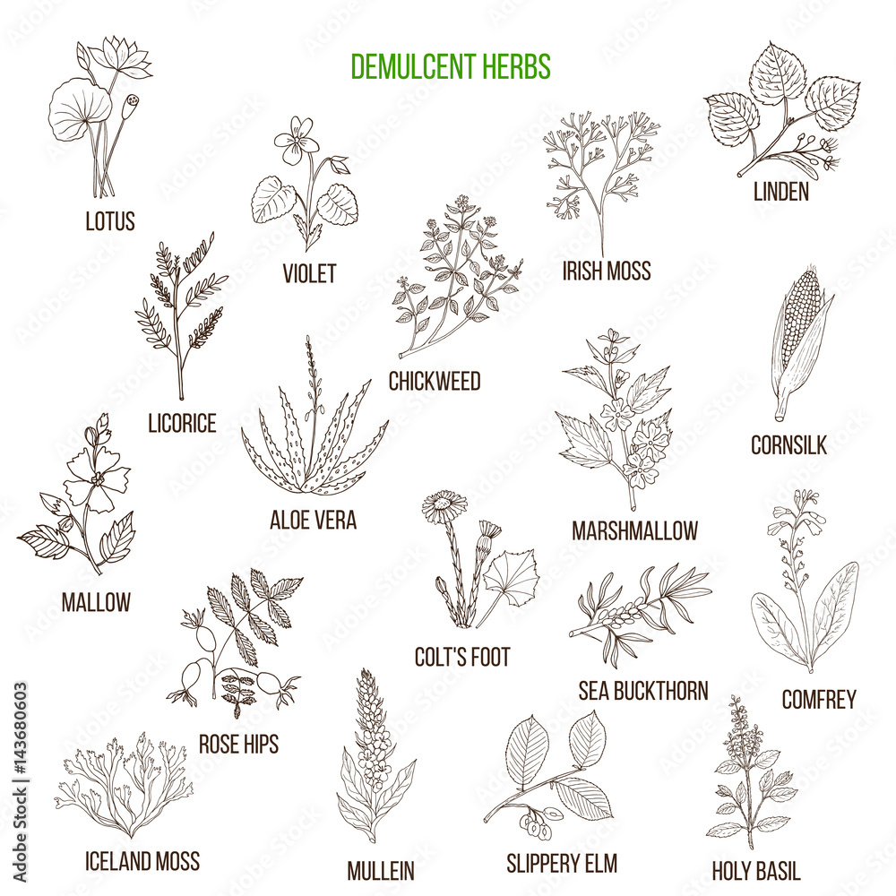 Demulcent herbs. Hand drawn set Demulcent herbs. Hand drawn set