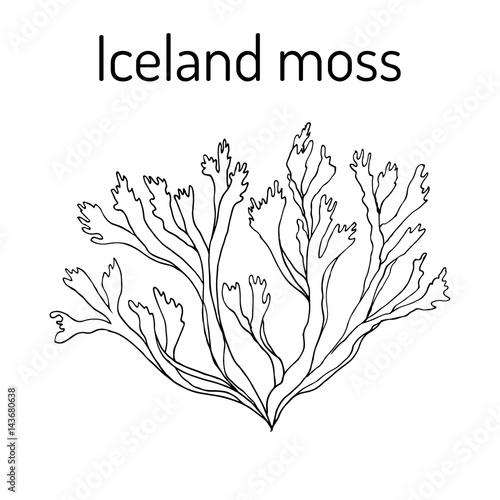 Iceland moss Cetraria islandica , medicinal plant