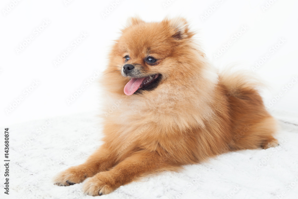 Portrait of a young orange pomeranian spitz sitting on bed