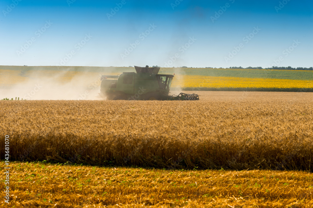 Fototapeta premium Harvester in wheat field