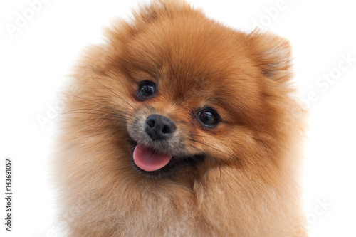 Obraz na plátně Portrait of a young orange pomeranian spitz close up