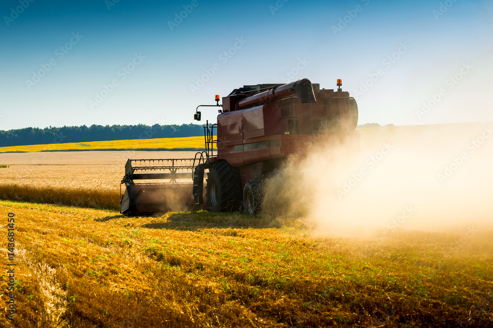 Fototapeta premium red combine harvester harvesting wheat