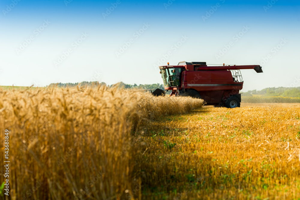 Fototapeta premium red combine harvester harvesting wheat