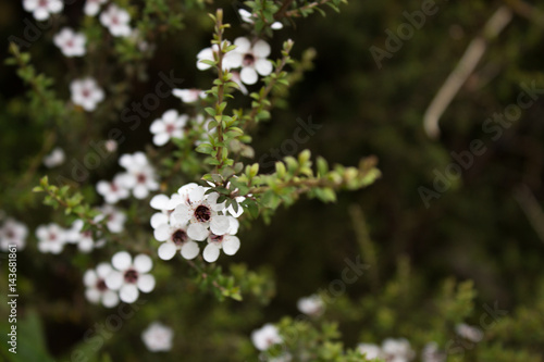 Manuka flowers close up
