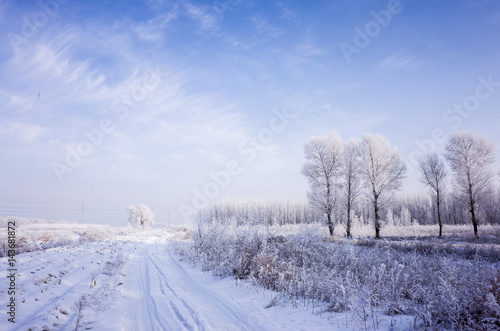 Snowy landscape