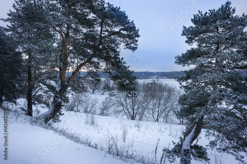 Snow-covered Coniferous Trees In The Forest