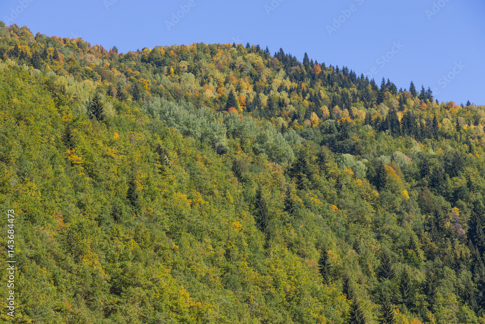 Colorful forest in a beautiful autumn landscape in Svaneti. Georgia