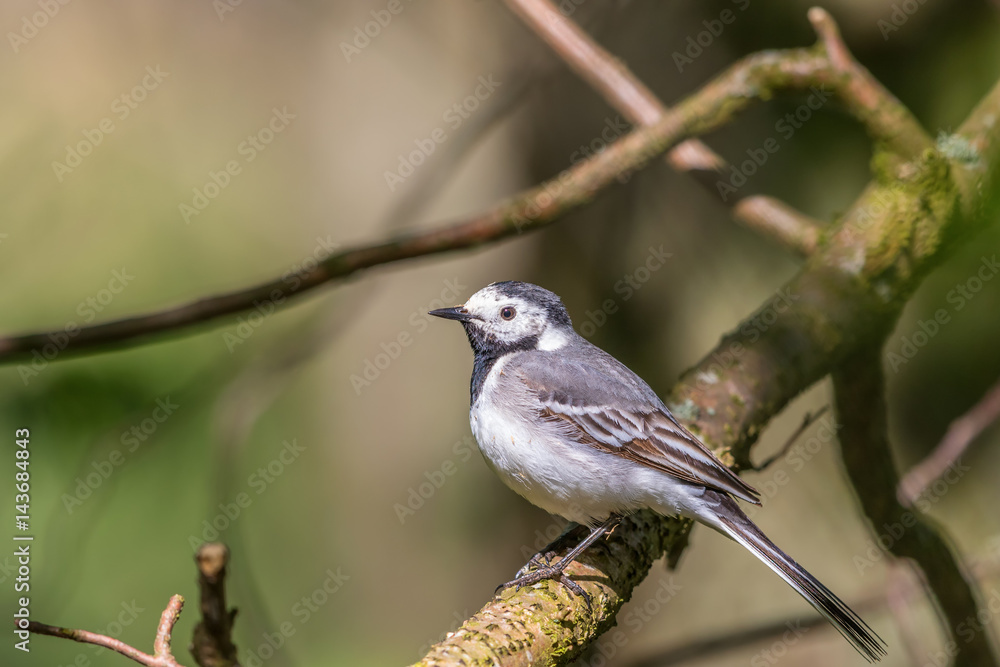 White wagtail sitting on a branch in the woods