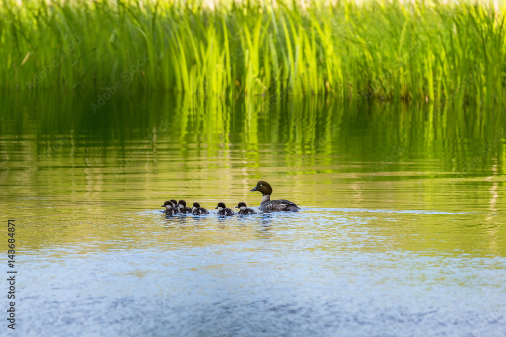 Goldeneye with its baby birds swimming in the lake Goldeneye with its baby birds swimming in the lake