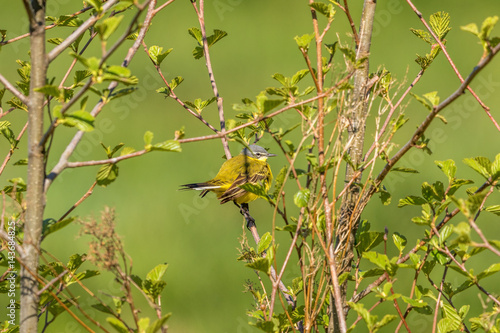 Yellow wagtail sitting on a branch with leaf buds