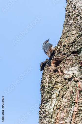 Nuthatch on a tree trunk photo