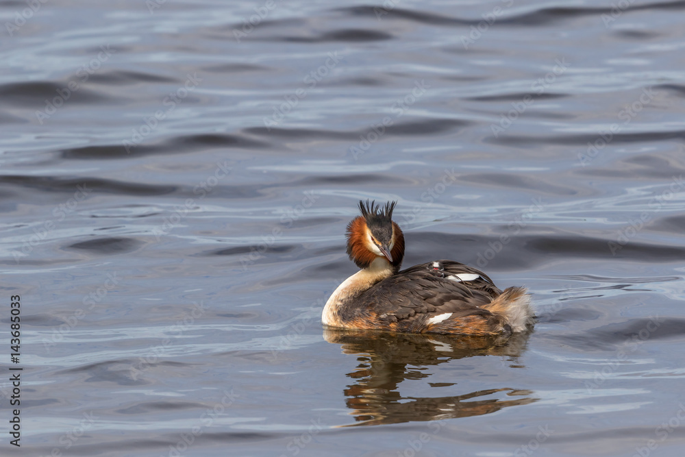 Great Crested Grebe with a chick on his back Great Crested Grebe with a chick on his back