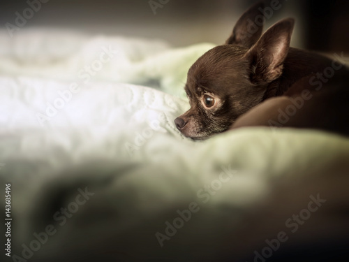 Small chihuahua dog at the bed