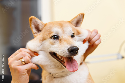 Shiba Inu dog smiles