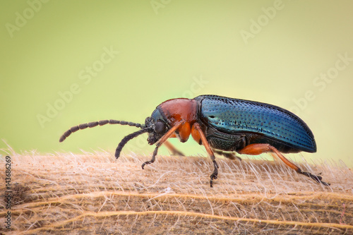 Extreme magnification - Blue metallic bug  Meloidae