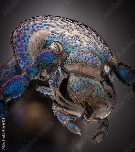 Extreme magnification - Blue metallic bug, Meloe proscarabaeus