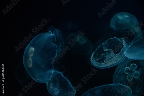 medusa © Adrien