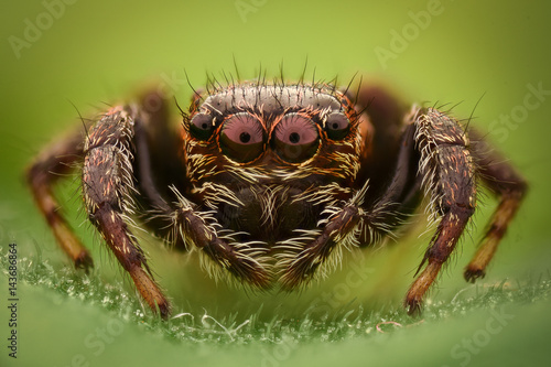 Extreme magnification - Jumping spider in the wild