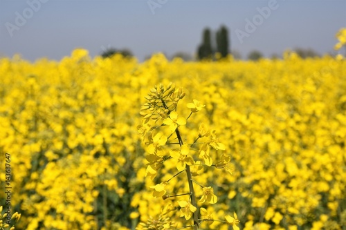 Campo di fiori gialli  © maurizio