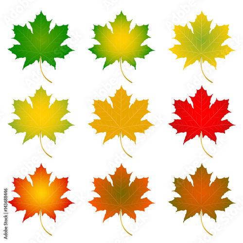 Set of colorful autumn leaves.