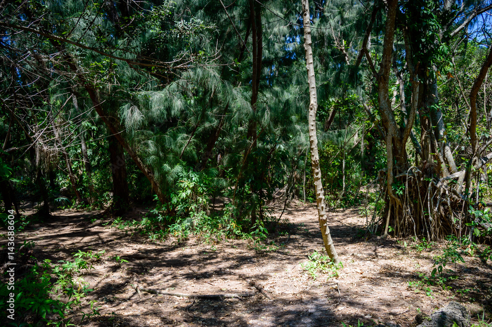 Obraz premium Park trail splits