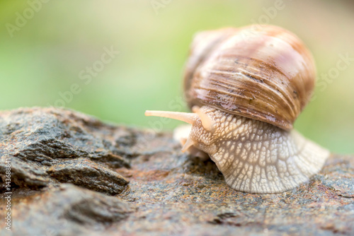 Domestic snail on the stone