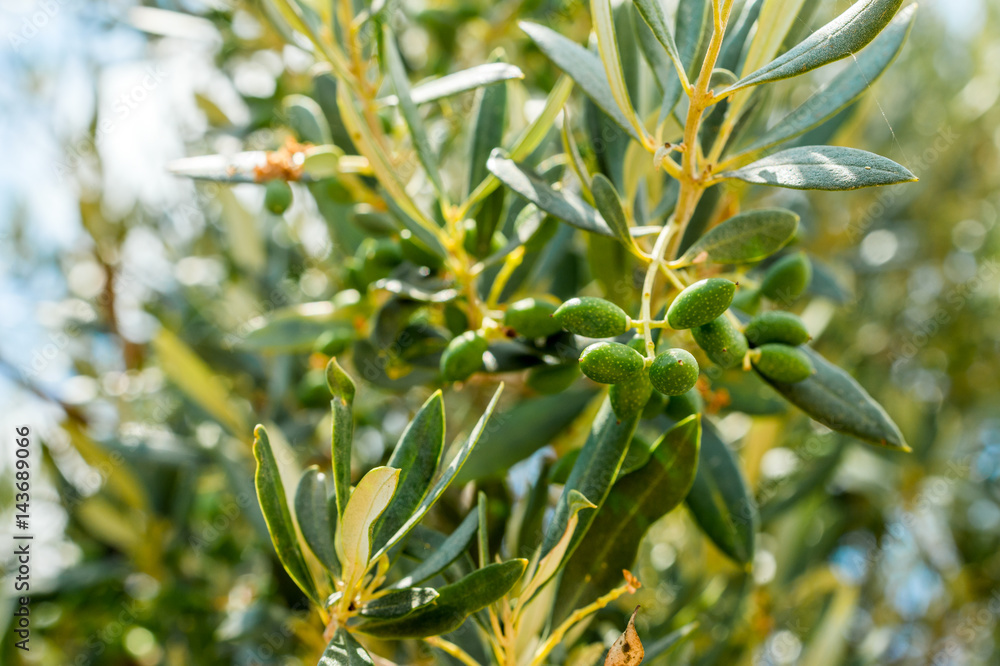 Fototapeta premium olive fruit on a tree