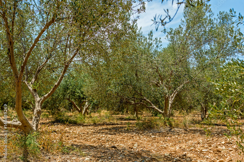olive trees olive trees
