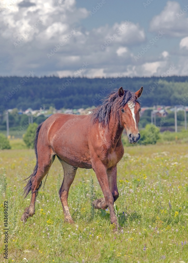 a young stallion galloping across the field a young stallion galloping across the field