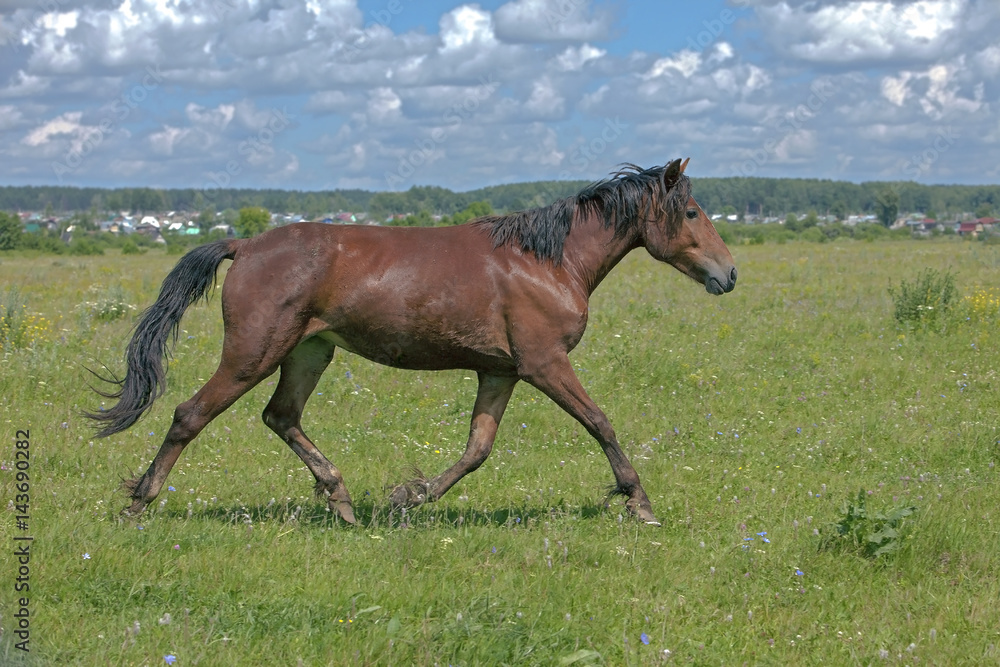 a young stallion galloping across the field a young stallion galloping across the field