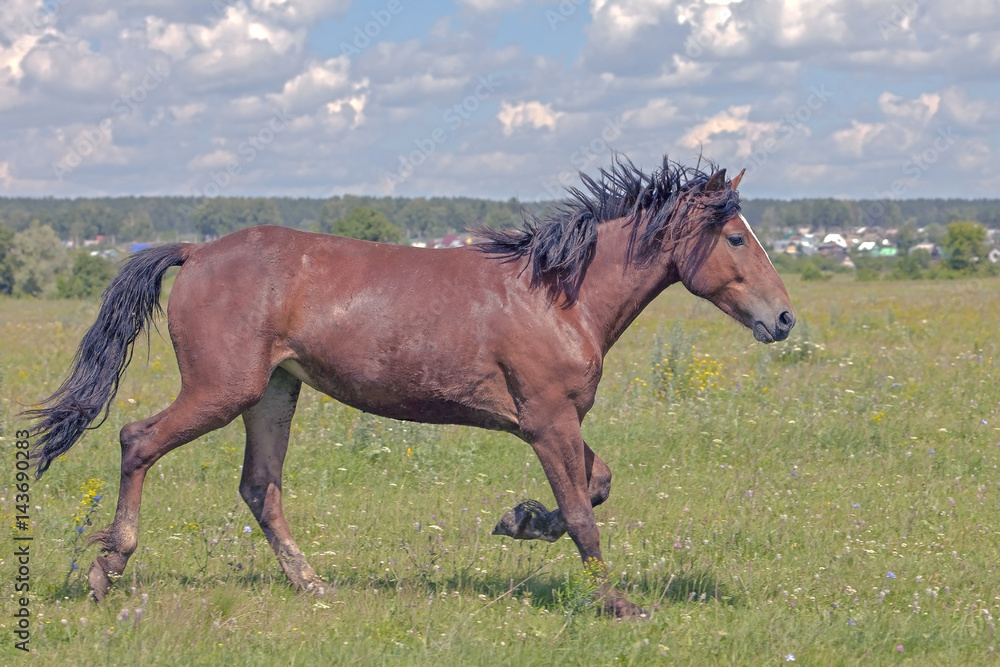 a young stallion galloping across the field a young stallion galloping across the field