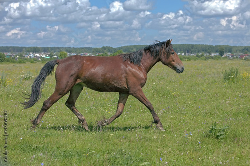 a young stallion galloping across the field