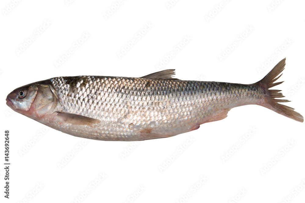Fototapeta premium Fresh omul fish isolated on white background