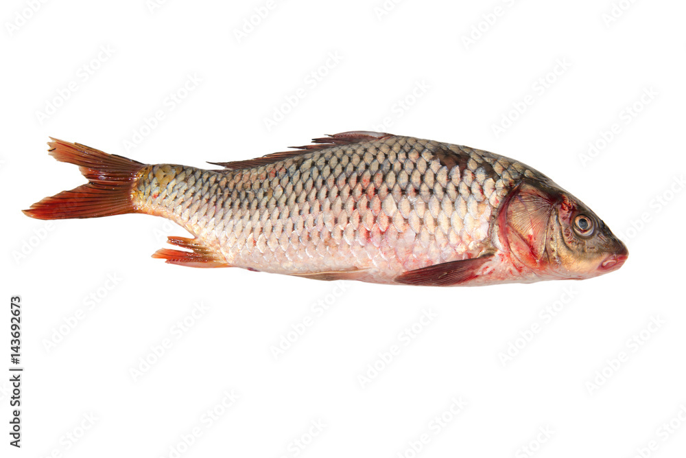 Fresh carp fish isolated on white background Fresh carp fish isolated on white background