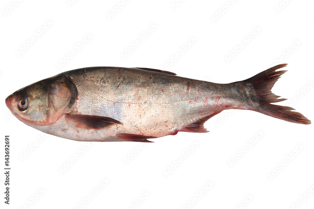 Fresh perch fish isolated on white background Fresh perch fish isolated on white background