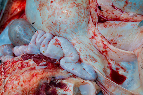Εκτύπωση καμβά Necropsy buffalo disease diagnosis