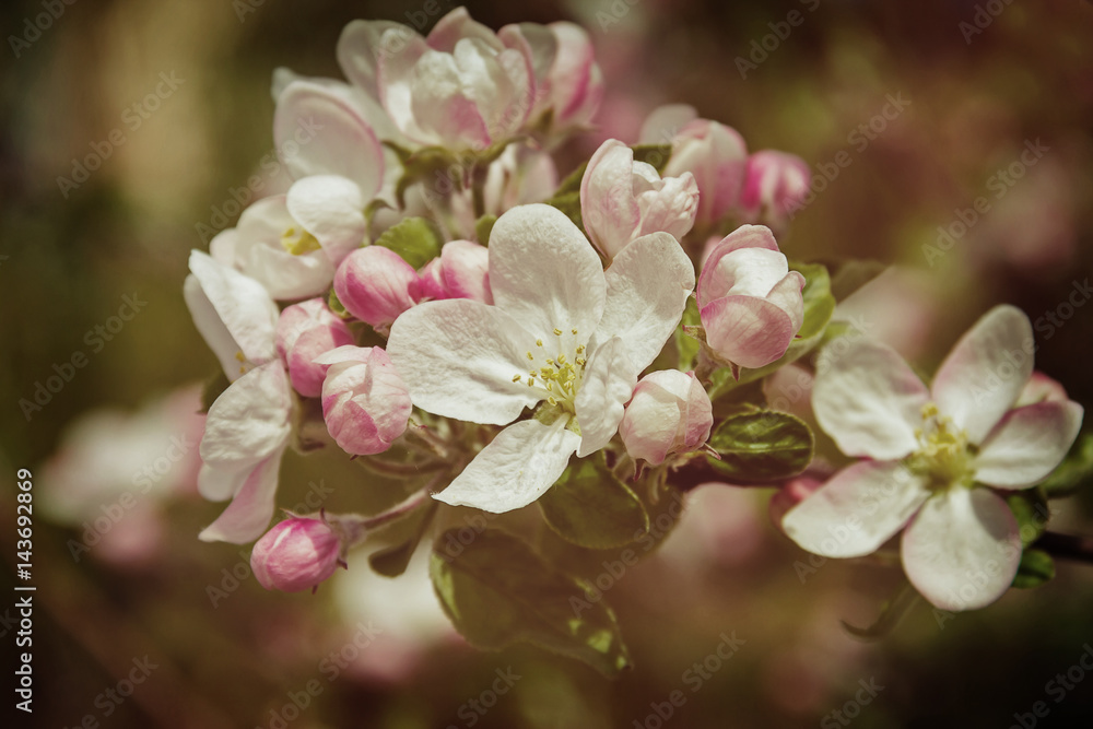 Obraz premium spring flowers apple on branches of a apple tree
