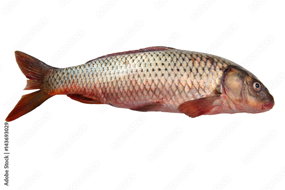 Fototapeta premium Fresh carp fish isolated on white background