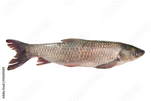 Fresh carp fish isolated on white background