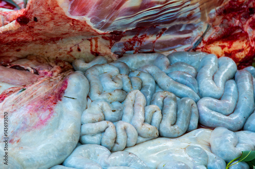 Photos Necropsy buffalo disease diagnosis