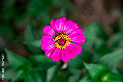 pink flower