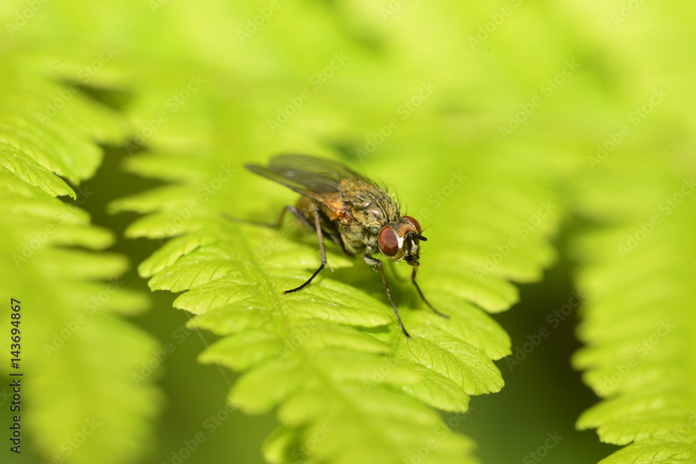 Fly Fly
