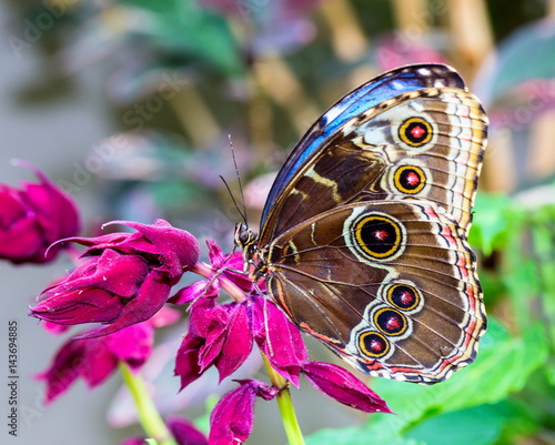 Blue Morpho Butterfly resting. Here you can see the outer wing pattern of round rings or eyes that sometimes confuses it with the owl butterfly. © Hummingbird Art